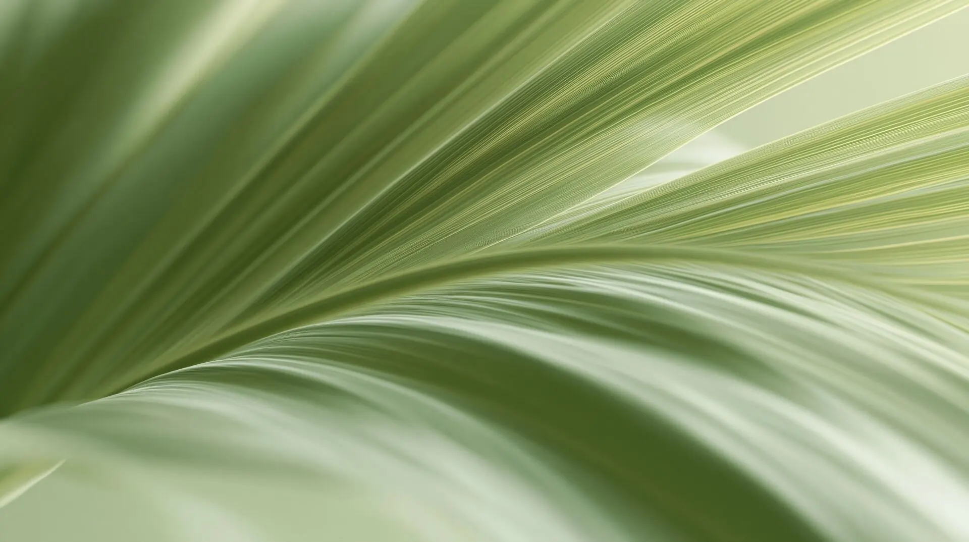 Tropical leaf in soft light